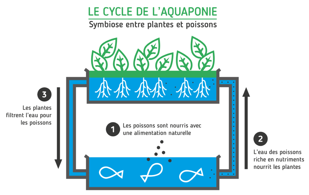 Graphique sur le Cycle de l'Aquaponie.